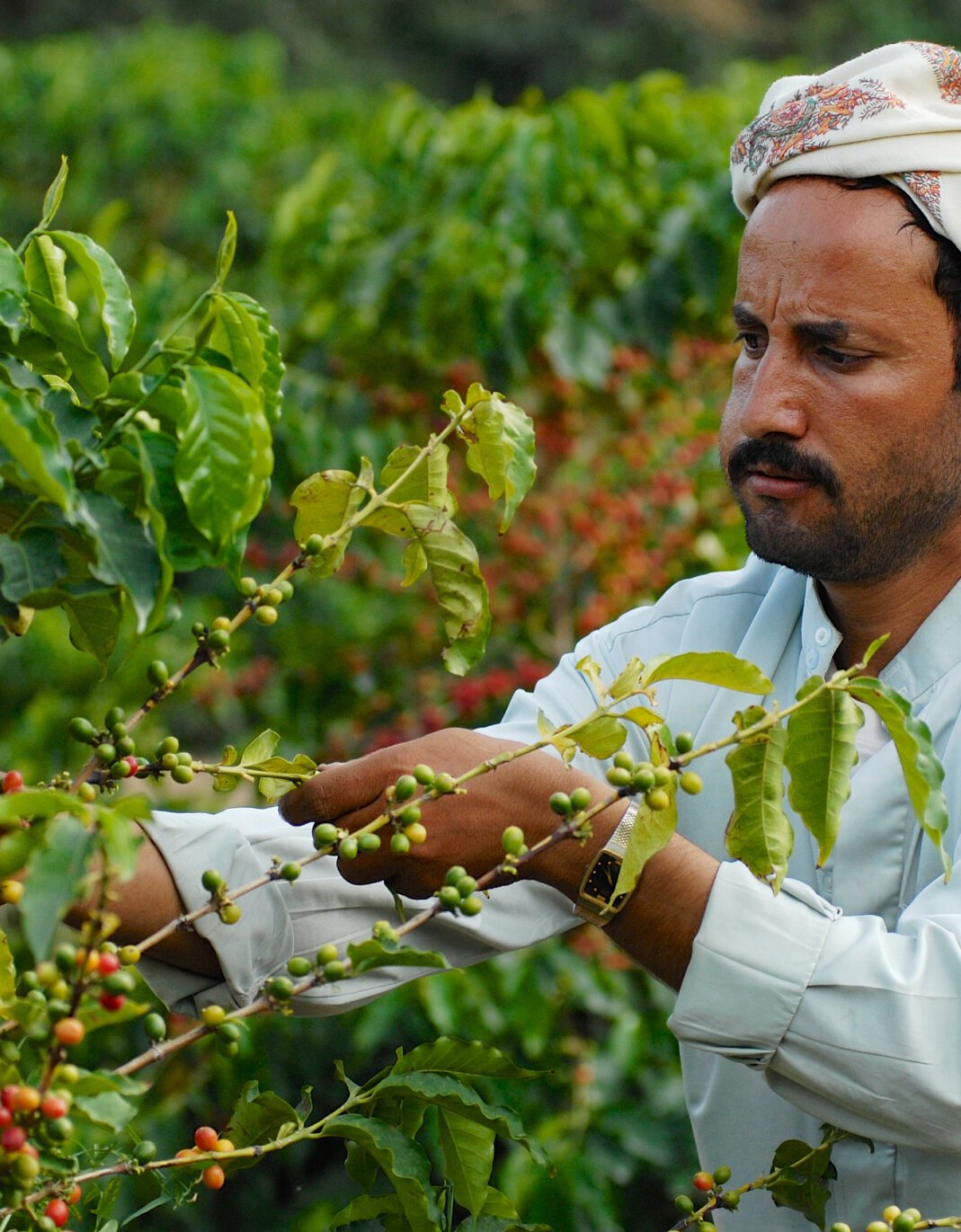 Agriculture&#x20;and&#x20;Food&#x20;Security