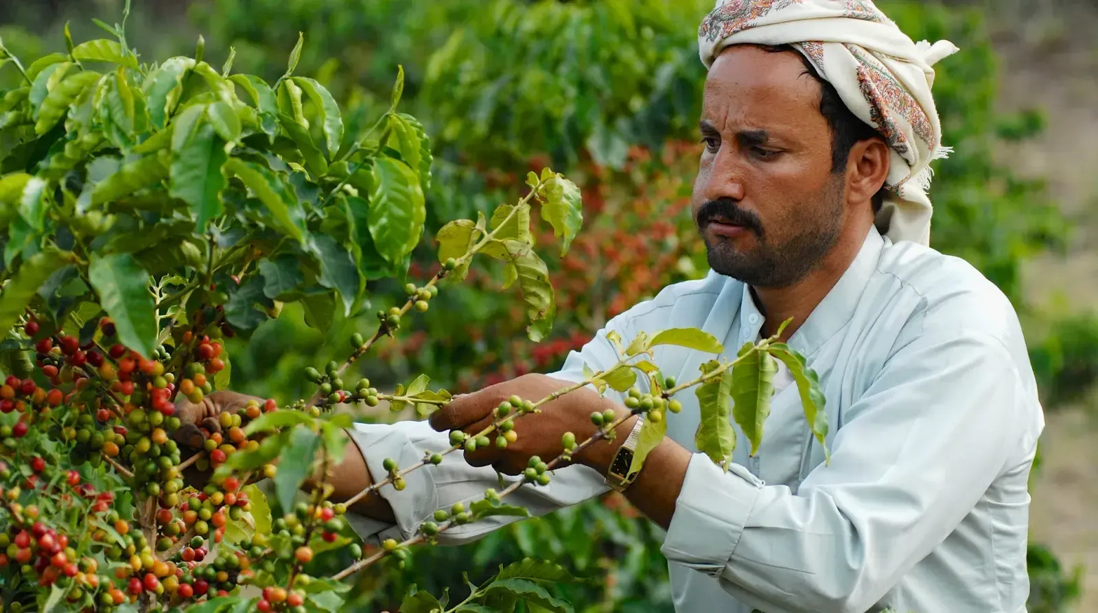 Agricultural and Irrigation Engineering Advisory